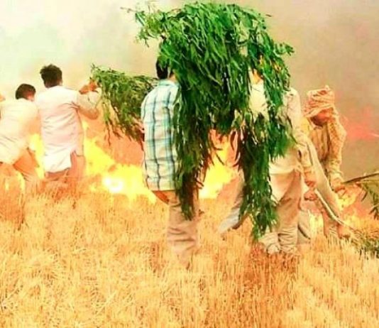 ਅੱਗ ਨਾਲ ਸੜੀਆਂ ਫ਼ਸਲਾਂ ਦਾ ਮੁਆਵਜ਼ਾ ਜਾਰੀ, ਮੁੱਖ ਮੰਤਰੀ ਦੇ ਜ਼ਿਲ੍ਹੇ ਨੂੰ ਸਭ ਤੋਂ ਵੱਡਾ ਗੱਫਾ